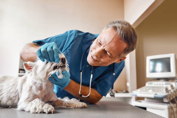 Best Emergency Tooth Extraction in Brewster, NY